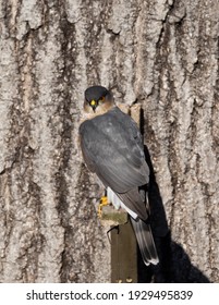 Perched Adult Male Sharp-shinned Hawk