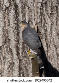 Perched Adult Male Sharp-shinned Hawk