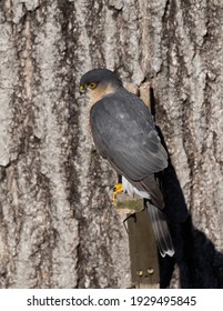 Perched Adult Male Sharp-shinned Hawk