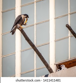 Perched Adult Peregrine Falcon Carefully Scratching His Face With His Impressive Talons While Observed By Two Chicks In Their Urban Nest.  Buffalo, New York, USA, May 24th 2019