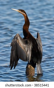 Perched African Darter At Marievale Bird Sanctuary