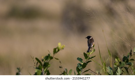 A Perched African Stone Chat