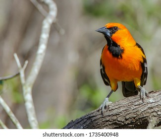 Perched Altamira Oriole in South Texas