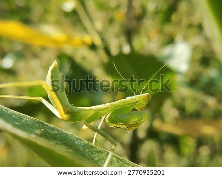 Perched atop a leaf, a praying mantis waits in pose for its prey.