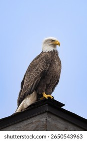 Perched bald eagle - side portrait 