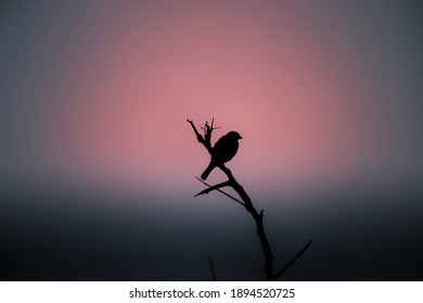 Perched bird silhouette against the dusky sky. Early bird gets the worm concept,