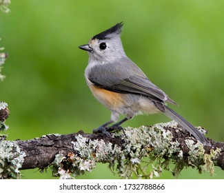Perched Black-crested Titmouse in Central Texas