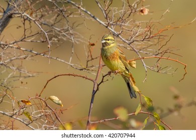 Perched Cirl Bunting