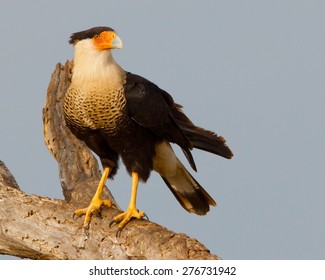 Perched Crested Caracara