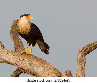 Perched Crested Caracara