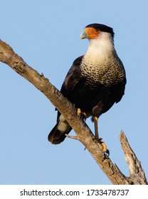 Perched Crested Caracara in South Texas