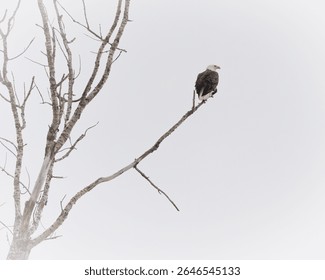 A perched eagle in winter along a river valley.