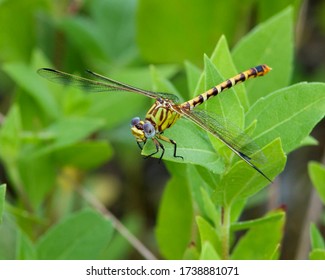 Perched Eastern Ringtail dragonfly in Central Texas