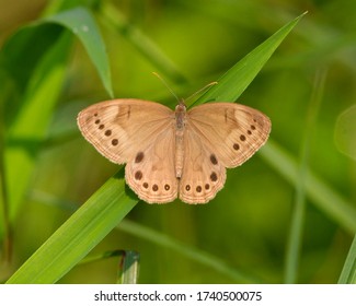 Perched Eyed Brown butterfly in Southwestern Ohio