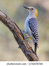 Perched female Golden-fronted Woodpecker in South Texas