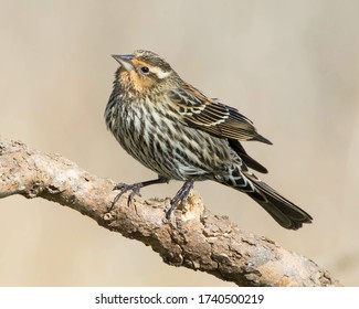 Perched female Red-winged Blackbird in the Texas Hill Country