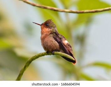 Perched Female Tufted Coquette In Trinidad