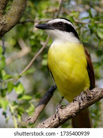 Perched Great Kiskadee in South Texas