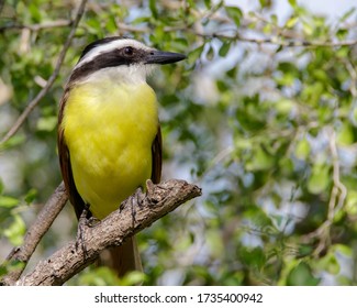 Perched Great Kiskadee in South Texas