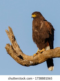 Perched Harris's Hawk in South Texas