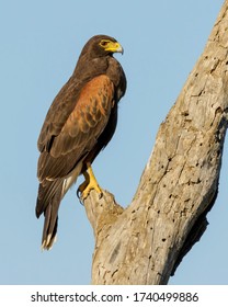 Perched Harris's Hawk in South Texas