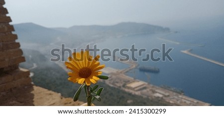 Perched high above, a lone yellow flower overlooks the vast expanse of the Mediterranean Sea. Against the backdrop of the blue ocean, its vibrant petals stand out, offering a breathtaking view.