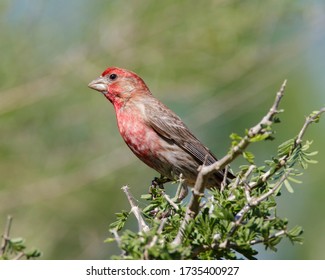 Perched House Finch in South Texas