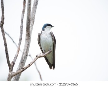 A perched and isolated tree swallow