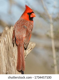 Perched male Northern Cardinal in South Texas