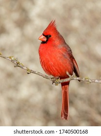 Perched Northern Cardinal in South Texas