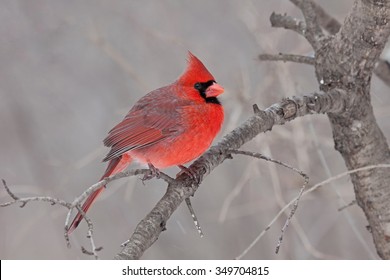 Perched On A Branch, A Male Cardinal Fluffs Its Soft Downy Feathers Helping It Tolerate A Cold Spring Day. In A Tan Brown Forest, This Bright Red Bird Catches One's Eye.