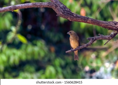 Perched on a branch of a tall tree comes a dazzling brown bird typical of southeastern Brazil. Species Sporophila sp. Birdwatcher