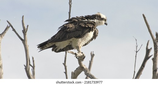 Perched Osprey With Ruffled Feathers 