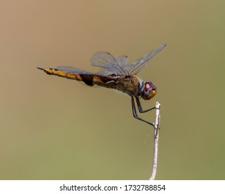 Perched Red Saddlebags dragonfly in South Texas