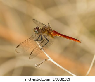 Perched Red-tailed Pennant dragonfly in the Texas Hill Country