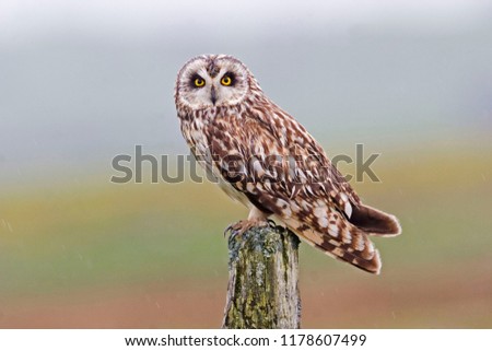 A Perched Short-eared Owl, Asio flammeus