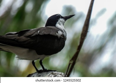 Perched Sooty Tern