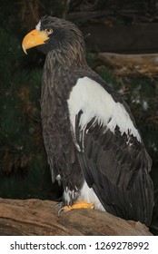 Perched Stellar Sea Eagle