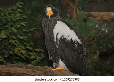 Perched Stellar Sea Eagle