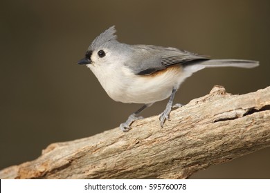 A perched Tufted Titmouse.