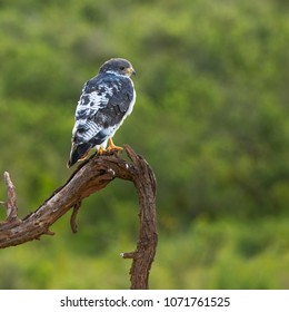 Perched Wild Augur Buzzard