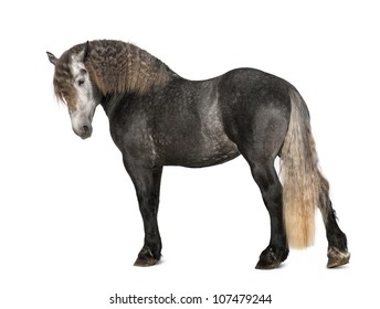 Percheron, 5 Years Old, A Breed Of Draft Horse, Portrait Standing Against White Background