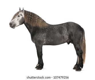 Percheron, 5 Years Old, A Breed Of Draft Horse, Standing Against White Background