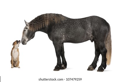 Percheron, 5 Years Old, A Breed Of Draft Horse, Standing Against White Background