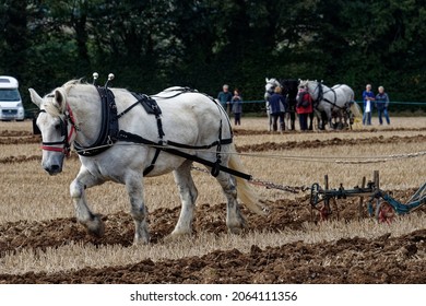 Percheron Horse.Grey Pulling Plough At Ploughing Competition