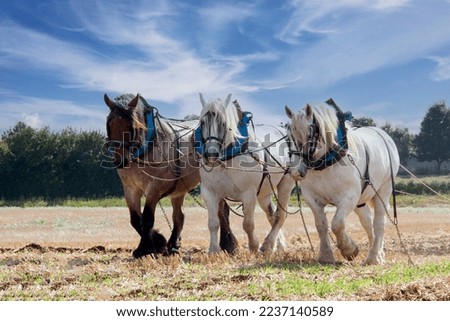 Percheron horses harnessed for ploughing