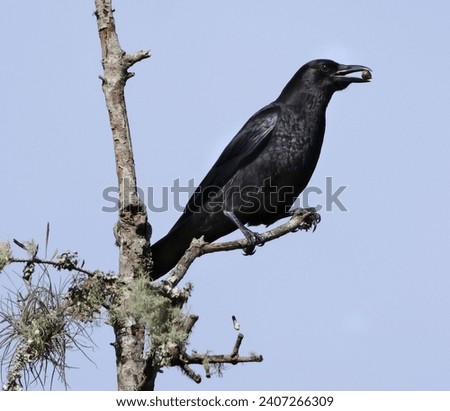 Perching Black Crow in Bright Sky with Acorn