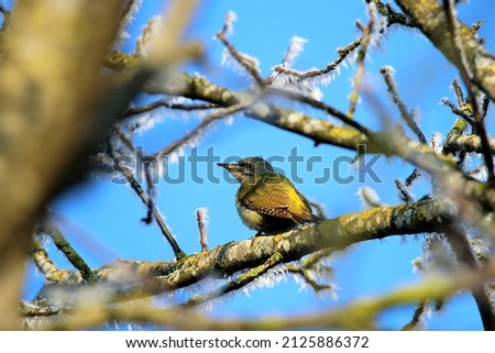a perching gray woodpecker in the winterseason