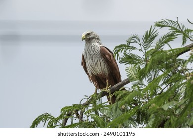 Perching Kite. The Brahminy kite (Haliastur indus) is a medium-sized bird of prey known as the red-backed sea eagle in Australia - Powered by Shutterstock