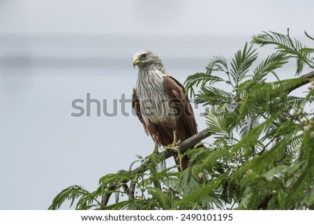 Similar – Image, Stock Photo hunting red kite in flight against blue sky in Sweden, feathers well visible